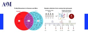 Aging and Fragility Biomarkers are Altered by Spaceflight